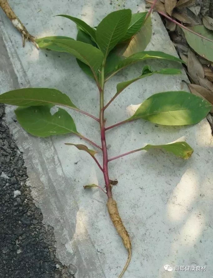 虽然果子看起来很好吃,肉质根更是与人参有几分相似,但其实商陆全株有