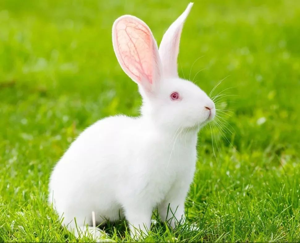 秋季如何有效饲养管理种母兔,大大提高繁殖