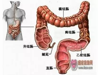 大肠主要位于人体的中下腹部,由盲肠,阑尾,结肠,直肠,肛管等部分构成.