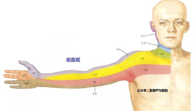 迷走神经耳支 6.颈丛分支.19.锁骨上神经(c3.4)18.颈横神经(c2.3)17.