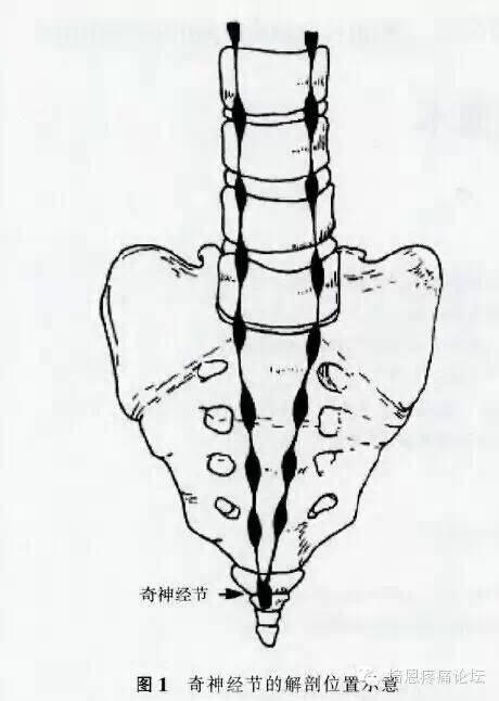 关于会阴痛与奇神经节,你了解多少? (转载)