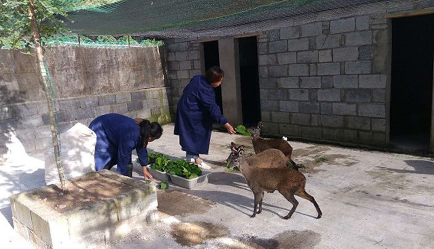 太白县东青村林麝养殖产业助推乡村振兴