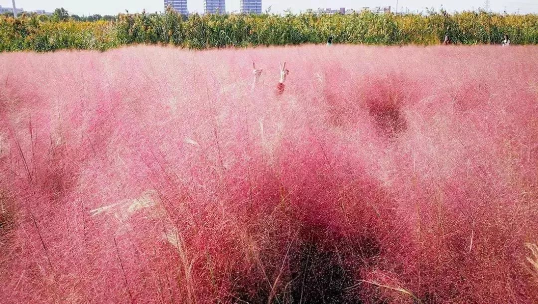 粉红花海,芦苇涤荡.原来广州周边的秋天可以这么美