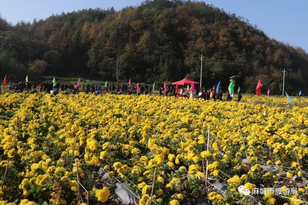 2018年菊花采摘技能竞赛 以赛事为媒 黄土岗镇菊香人家景区 福田河镇