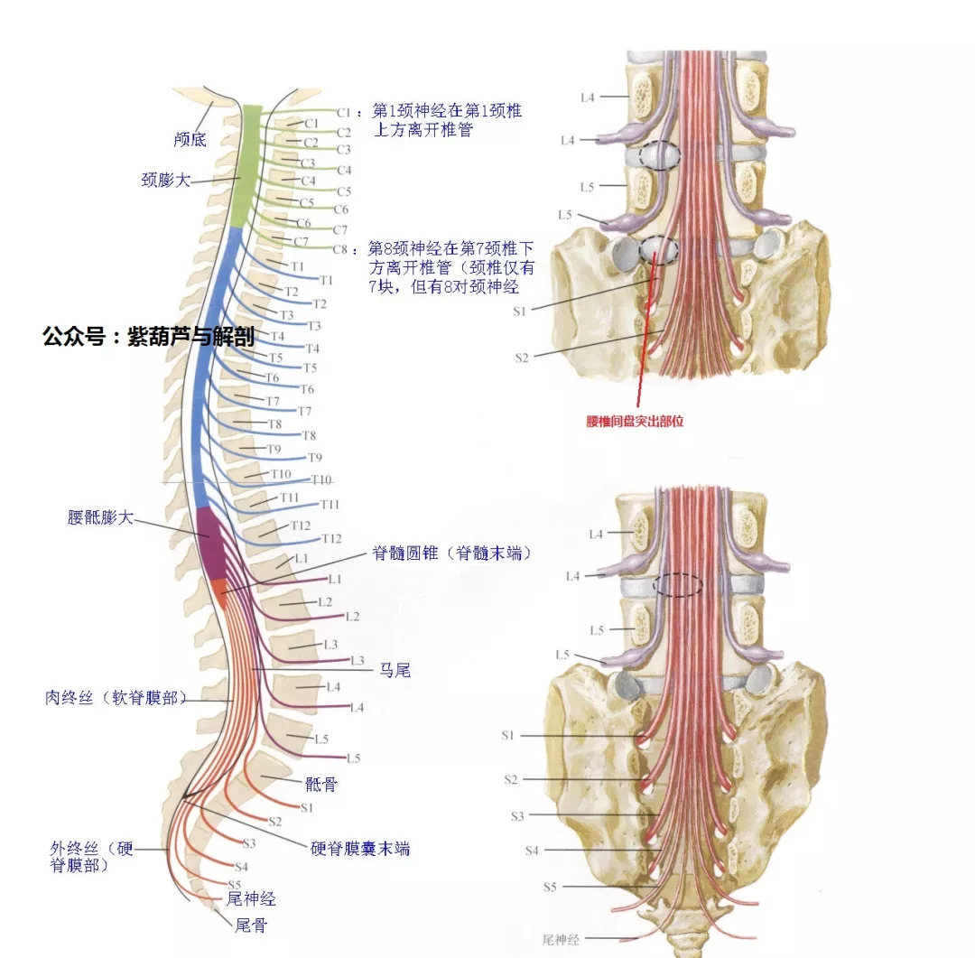 干货全身皮肤节段性神支配分布图