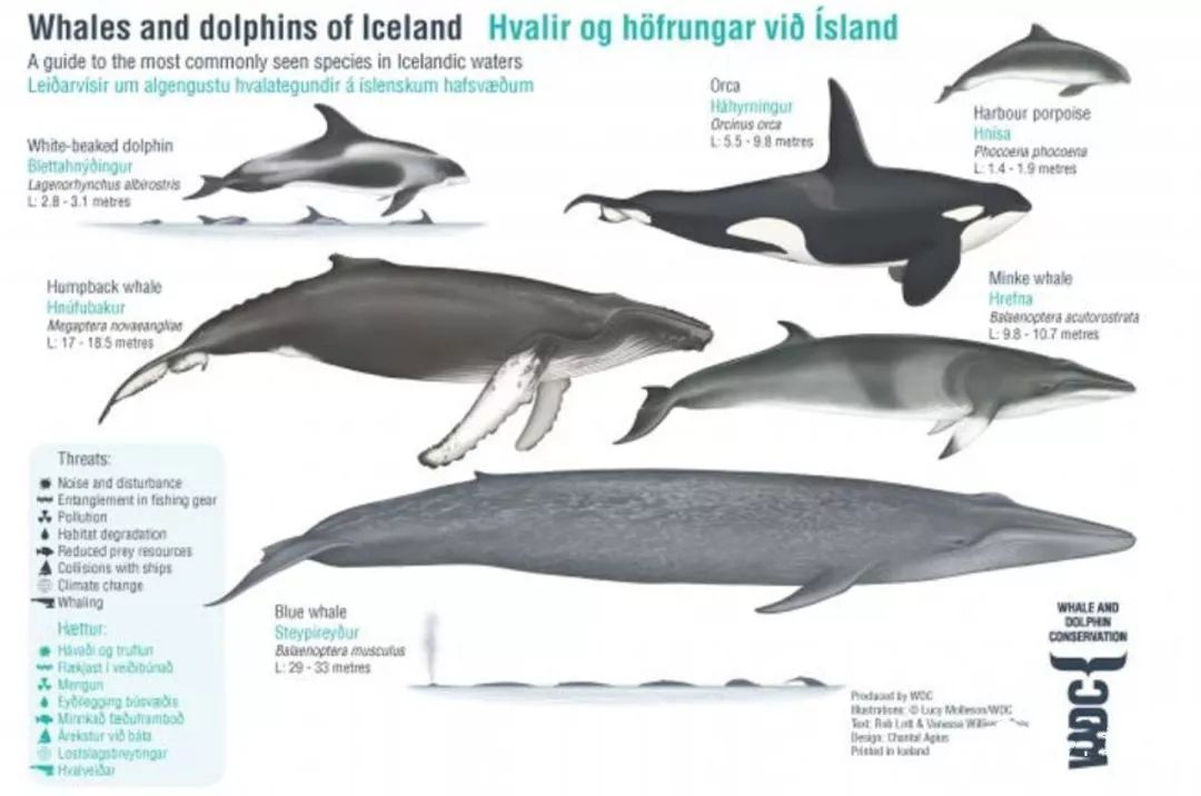 冰岛主要的鲸鱼种类