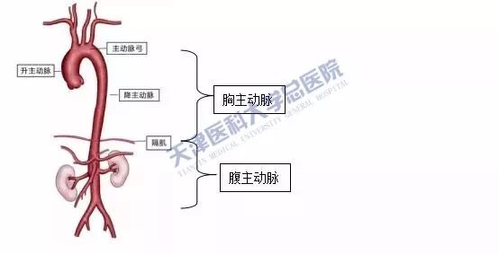 以膈肌为界,膈肌以上为胸主动脉,膈