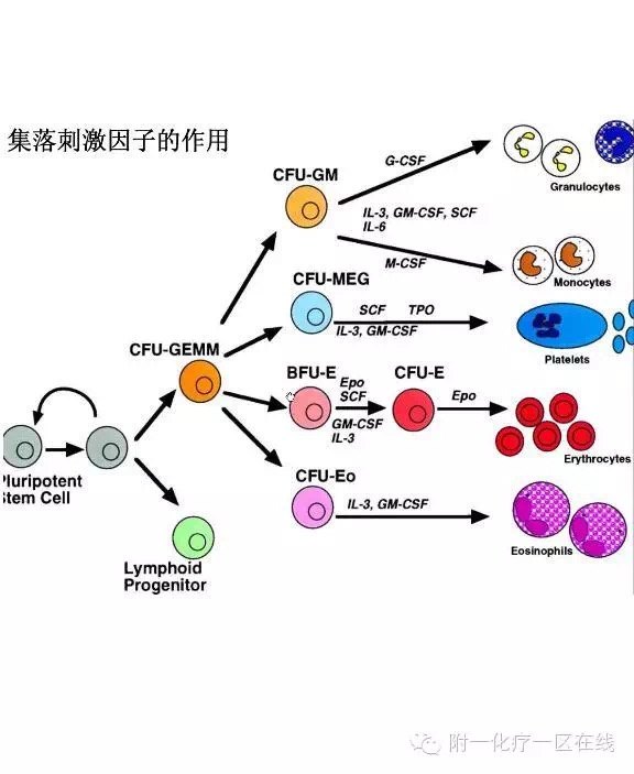 化疗骨髓抑制三两事_血细胞