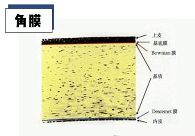 这五层中上皮层细胞生长迅速被破坏后可以再生还覆盖着一层泪膜脏了就