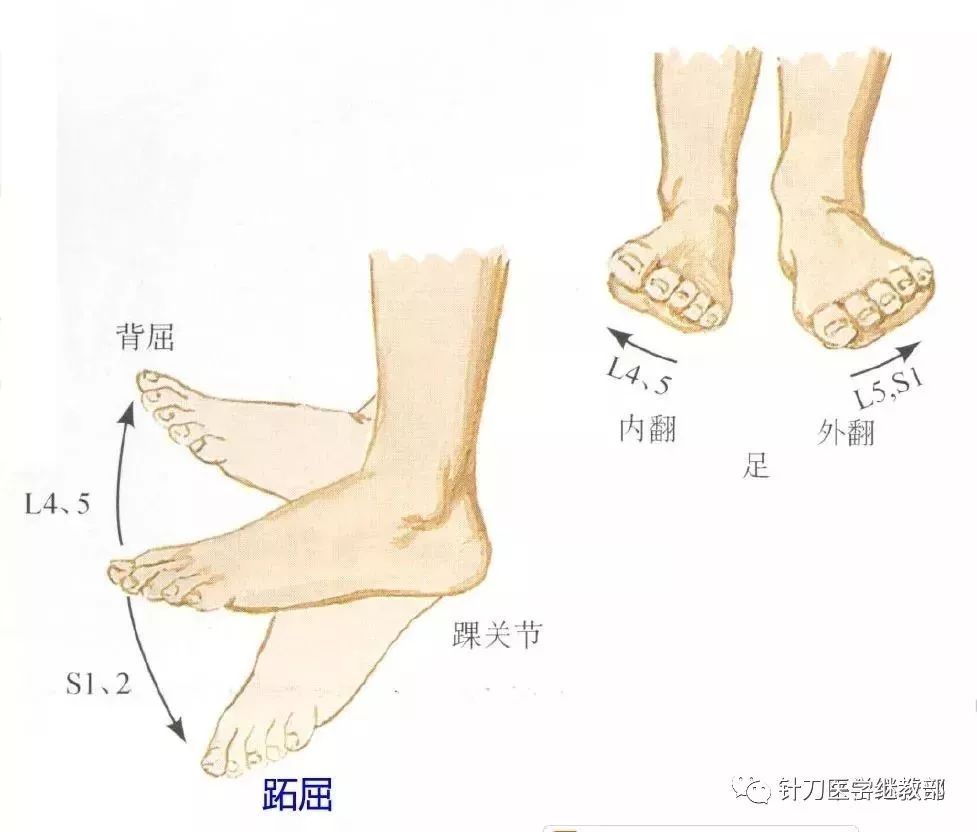 全身皮神经分布图|全身皮肤节段性神经支配