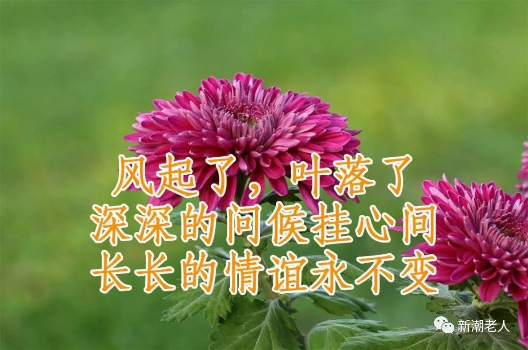 送你《菊花图》!美美美!祝你如意吉祥!