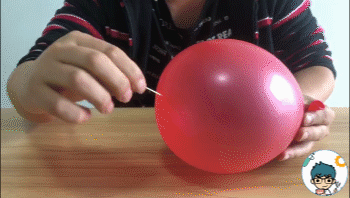 针扎气球中间,扎破 实验现象:用针或牙签扎气球的中间部分,气球马上就