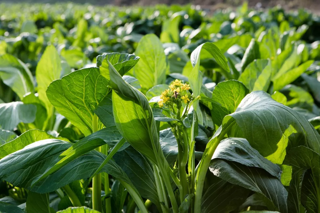 12月8日,2018"趣你的连州菜心节"将在连州地下河举办