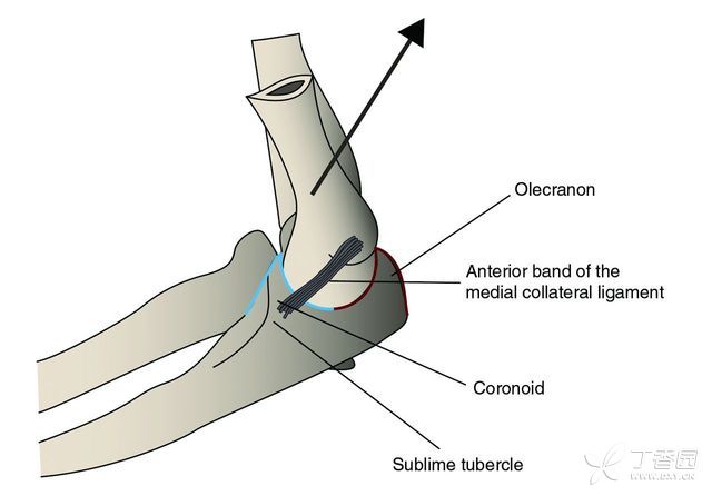 肱三头肌腱止于尺骨鹰嘴后方的骨面,而在腱性组织的深面有一层肌肉