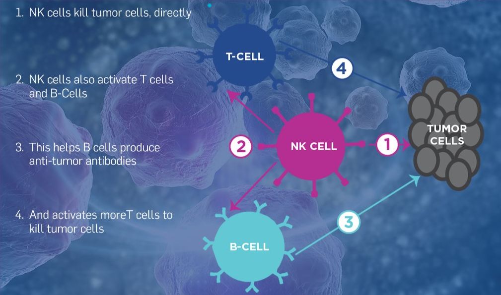 nk细胞直接攻击并杀死肿瘤细胞;2. nk细胞可以激活t细胞和b细胞;3.