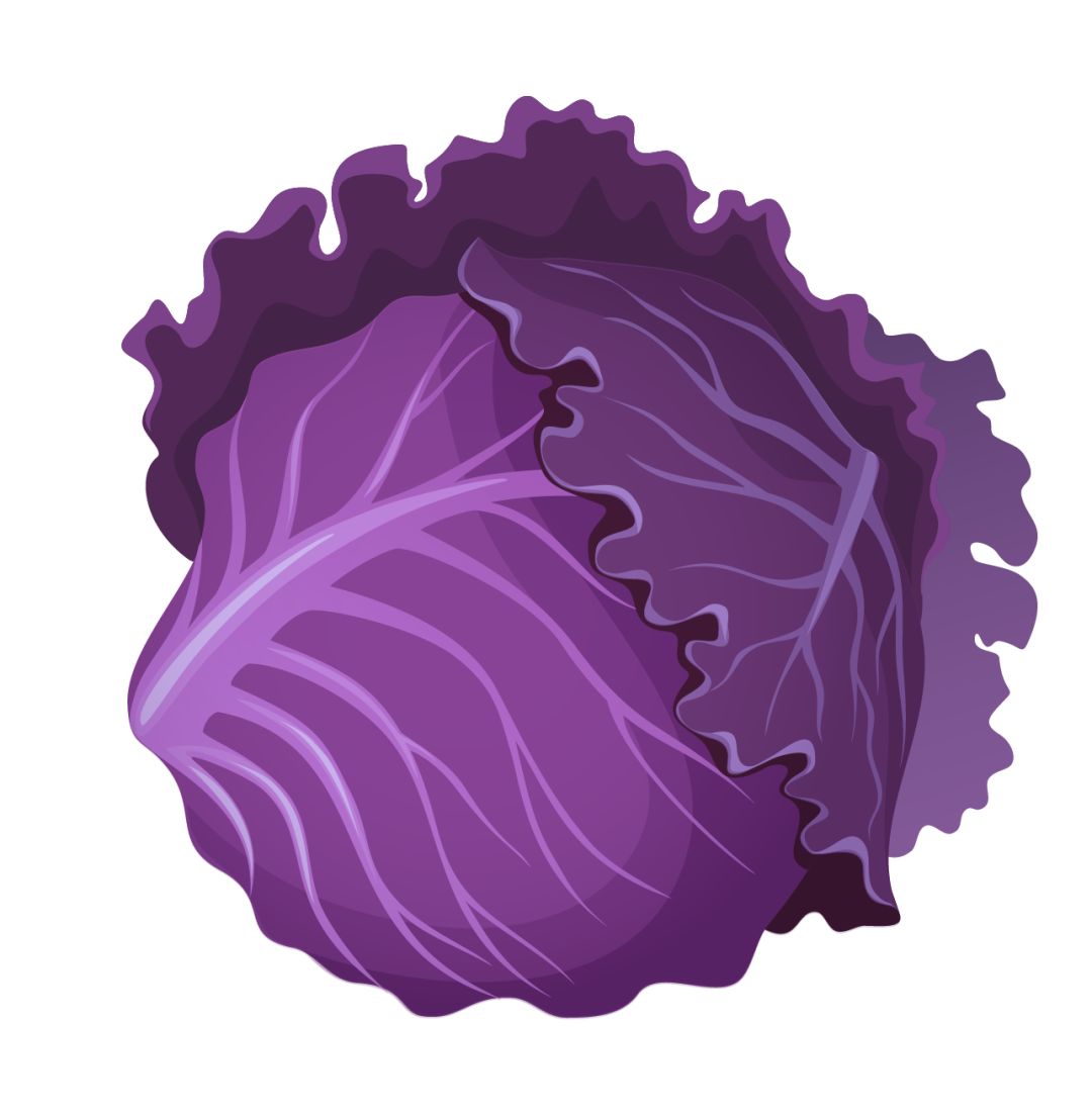 紫色包菜图片素材-编号13455304-图行天下