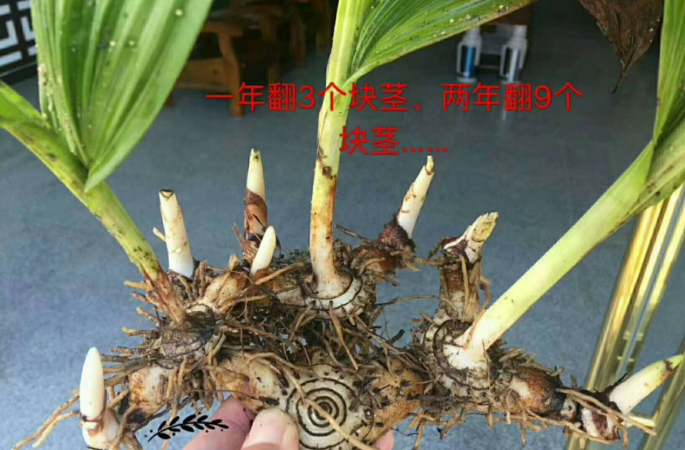 贵珍草白芨种植技术,种出梦想种出美好的未来人生