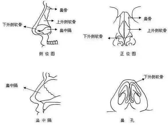 先了解一下鼻部解剖结构!