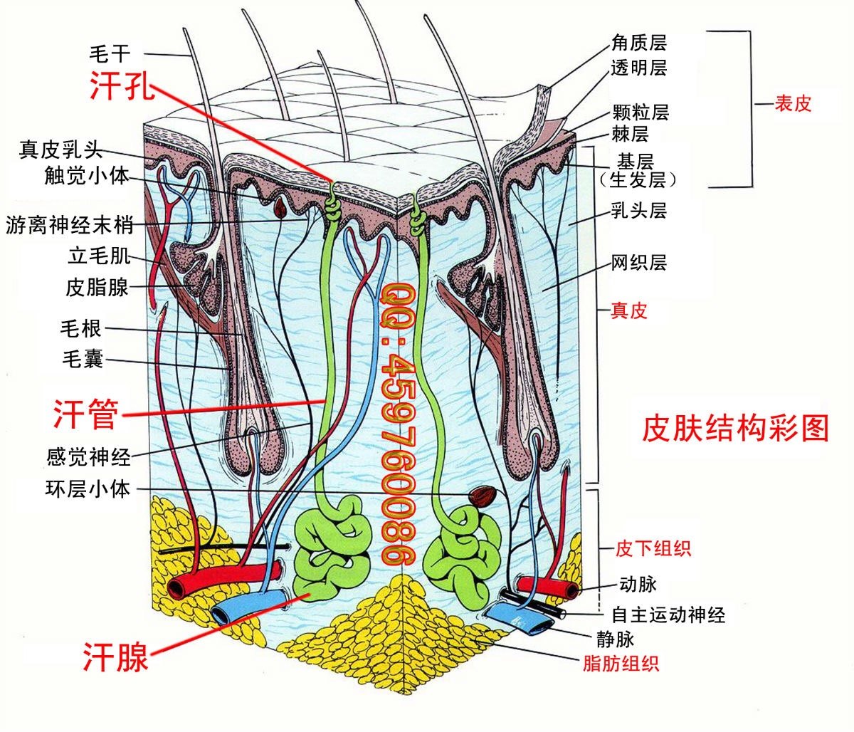 腋臭微创手术