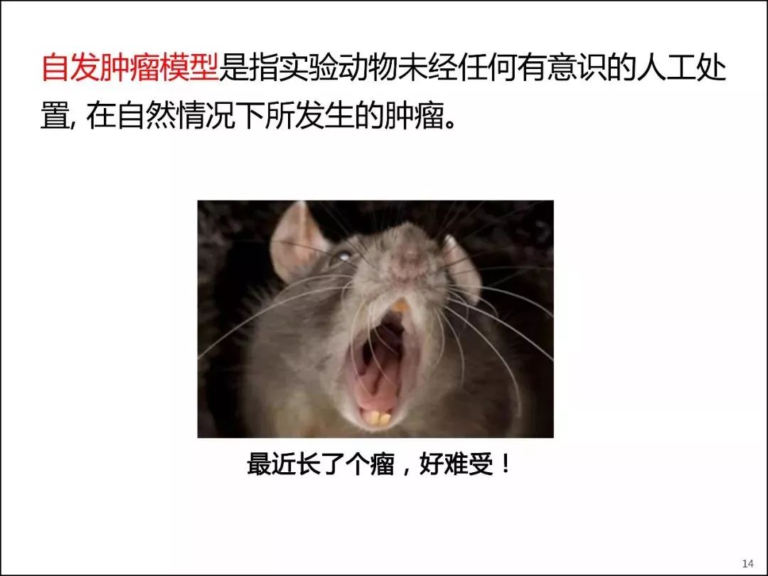 中国科学家成果：与雌鼠连体并获植子宫后，雄鼠怀孕分娩十崽_绿政公署_澎湃新闻-The Paper