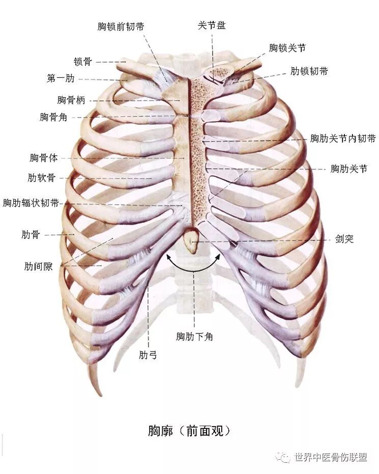 肩,肘,手,胸廓骨骼解剖