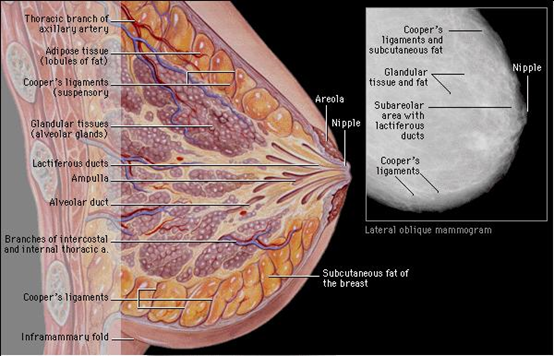 海南省人民医院乳腺外科张宇以上是一个乳房的侧面解剖图,由图上我们