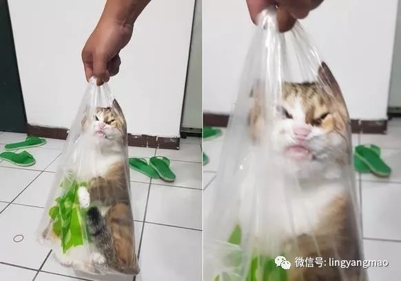 调皮猫偷偷钻进塑料袋,被铲屎官发现后整个拎起来,这表情太爆笑了 .