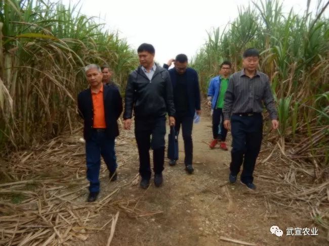 在三大甘蔗种植区内分别检查了00236号品种的新植蔗,宿根蔗的防治情况