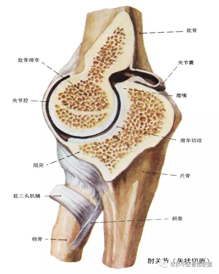 肩,肘,手,胸廓骨骼解剖_肩胛骨