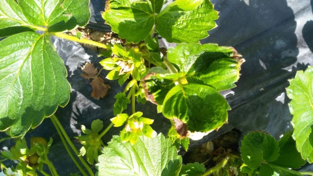 花萼干枯,花蕾变褐草莓缺钙针状草莓是需钙量较大作物,在草莓生长过程