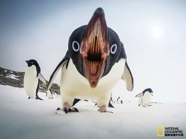 阿德利企鹅生气的样子, 很像村口的大鹅 但事实并不会如此简单.