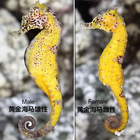 黄金海马海马猫鲨,比较常见的鲨鱼,有些朋友买过猫鲨卵,可以自行孵化.