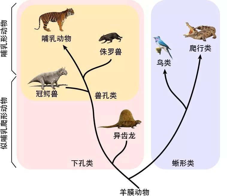 从进化谱系来看,哺乳动物与爬行动物都是早期羊膜动物的后代.