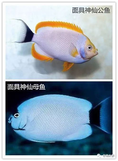 海水鱼如何区分公母