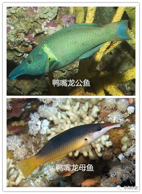 海水鱼如何区分公母