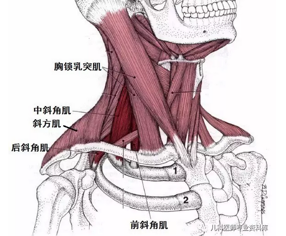 其次,胸锁乳突肌(主要作用)和斜角肌是对称的,脖子两边的力量是一致的