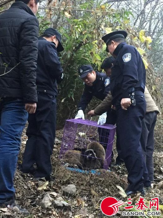 父子俩为牟私利非法猎捕果子狸_野生动物