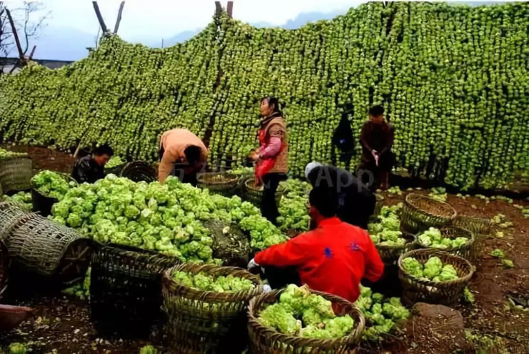 风云独立研报 | 涪陵榨菜:"榨菜界茅台"的生意经_公司