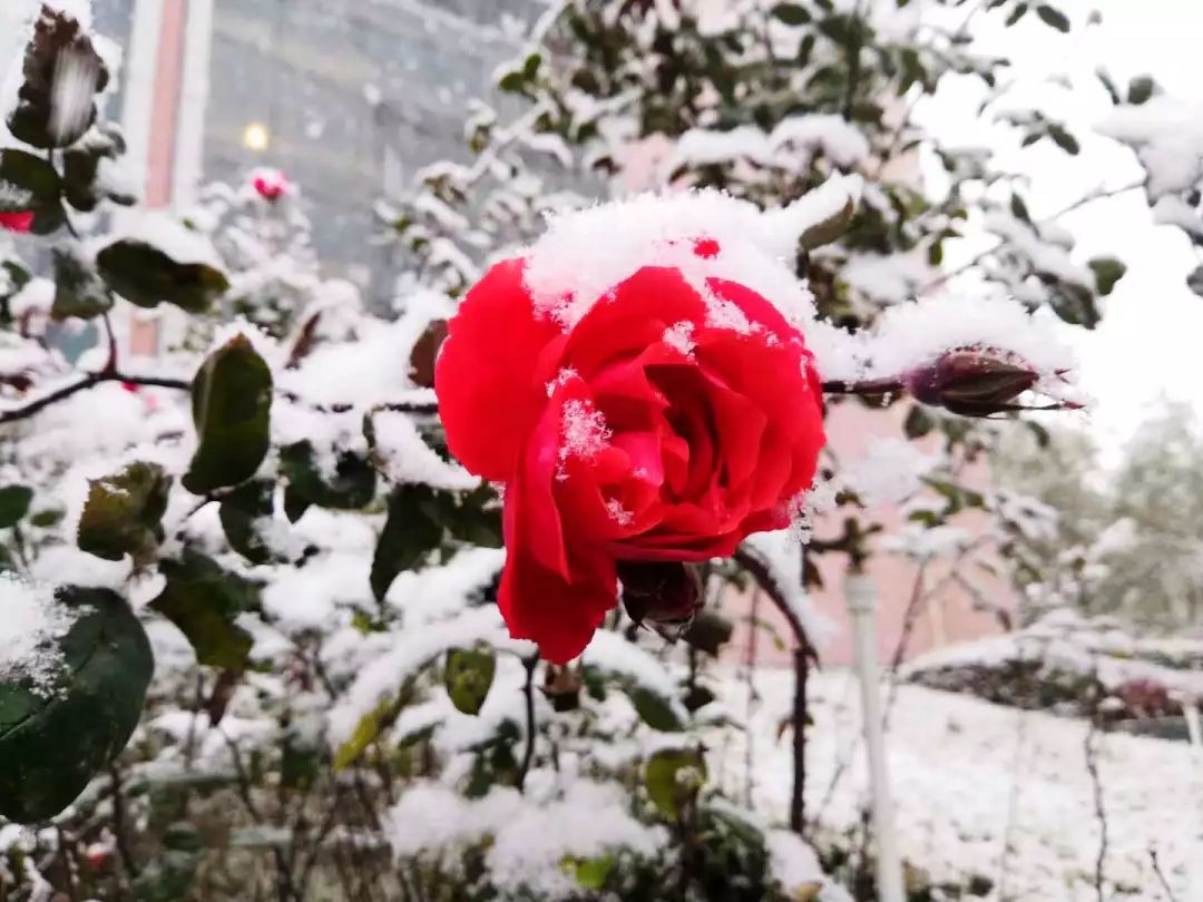 你在漫天飞雪中向前 花朵在温暖的掌心融化