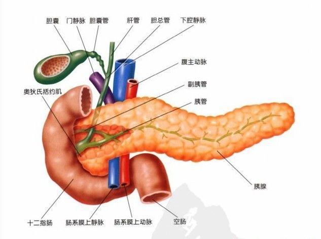 导致胰腺炎的原因是什么?