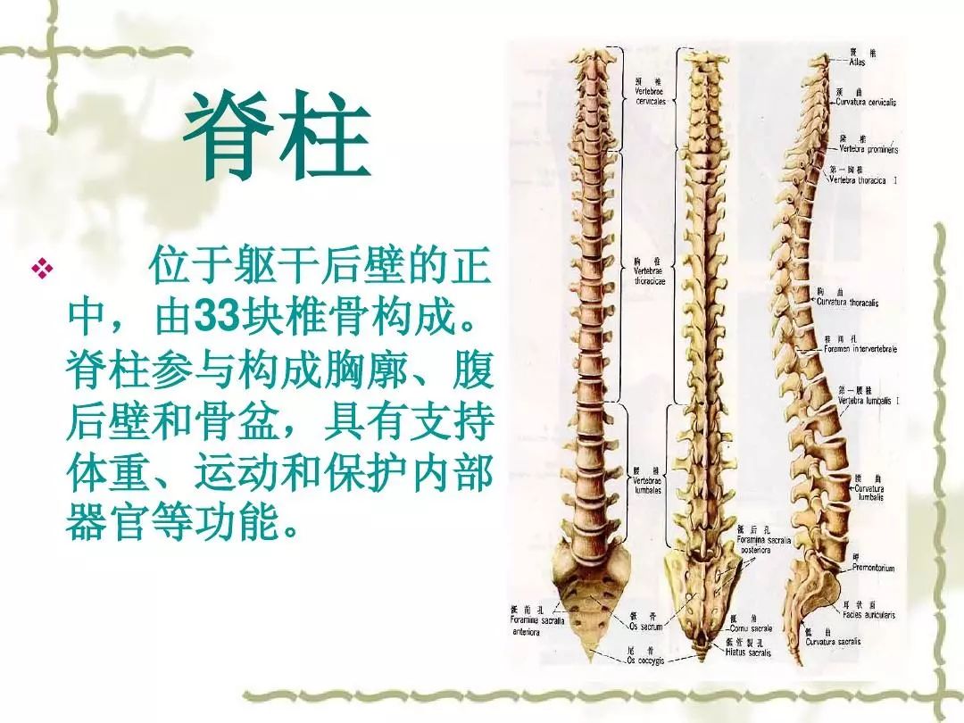 屈:脊柱以冠状轴为转动轴,在矢状面上由解剖学姿势向前弯曲或由后屈