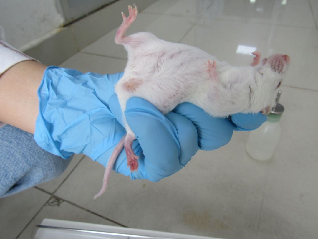 《大小鼠实验技巧之小鼠百科》一只老鼠的故事--关于生命的延续 - 知乎