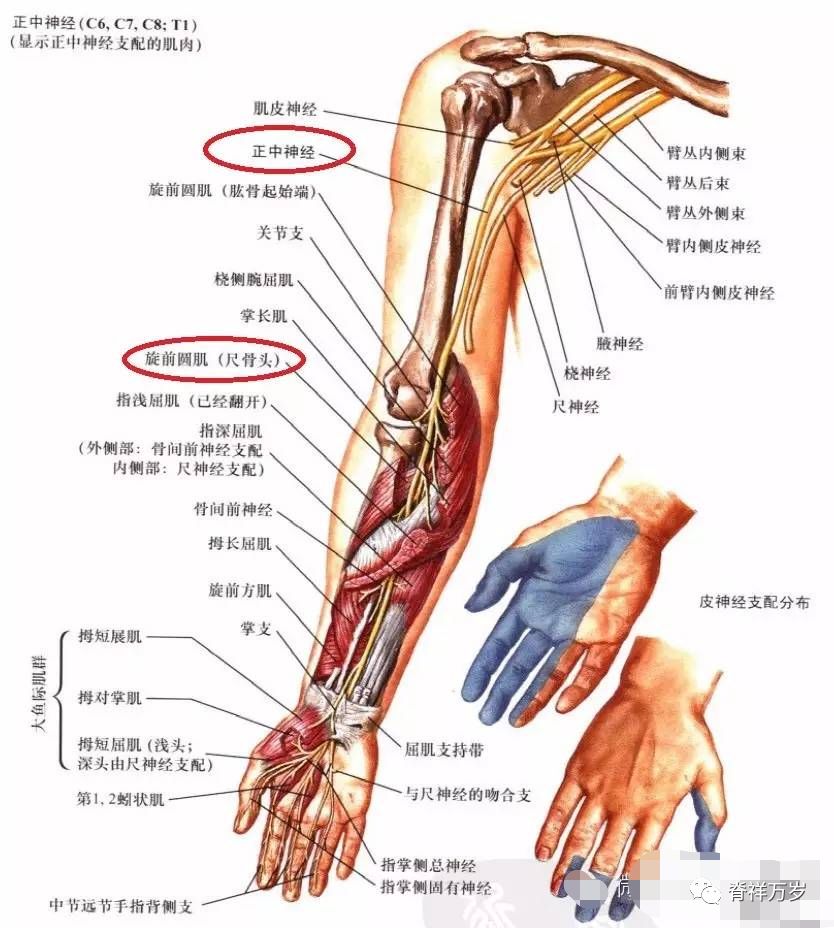 正中神经在腋部由臂丛外侧束与内侧束共同形成,在臂部沿肱二头肌内