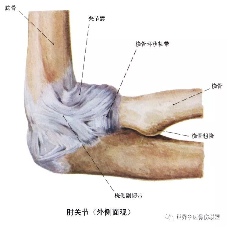 肩,肘,手,胸廓骨骼解剖_肩胛骨