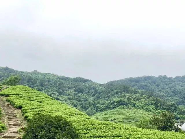 玉枝园有机生态茶的秘密武器