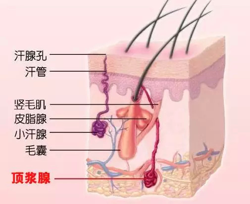 不透气,适合细菌滋生;而腋窝处于肢体交接处运动量大,大汗腺排出的