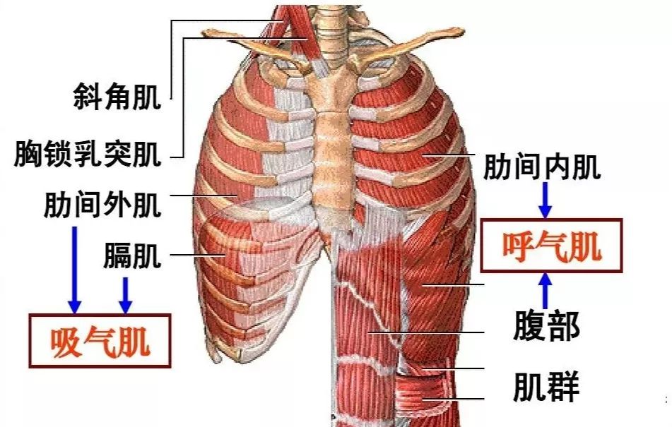 人体肋骨一共12对,肋骨外翻一般出现在第7-10根,造成肋骨外翻的原因之