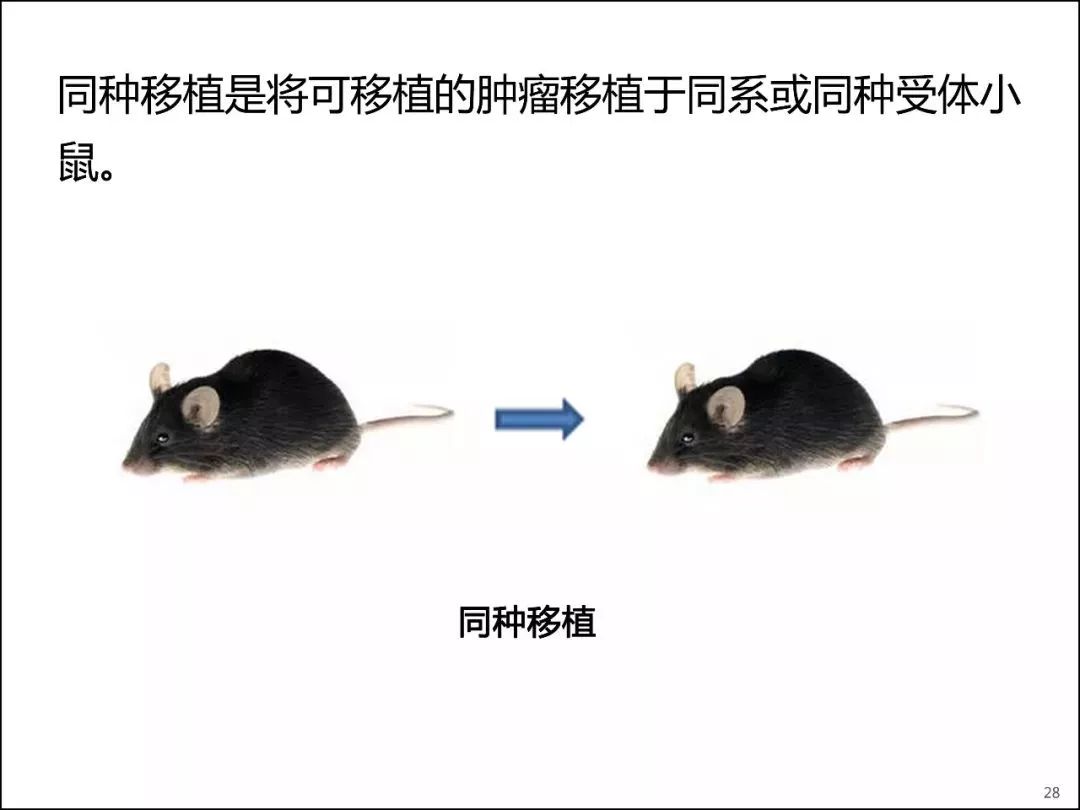 一文让你了解各类小鼠肿瘤模型