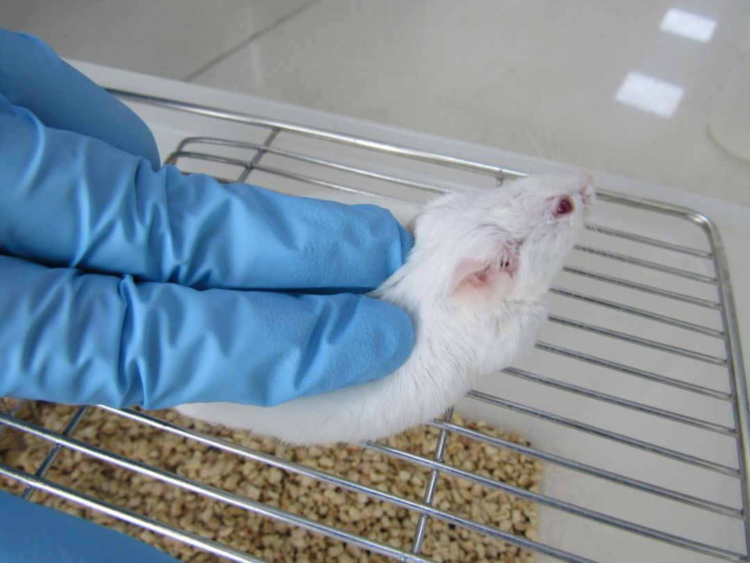 做大小鼠實驗還怕被咬？教你實驗老鼠的抓取小技巧！