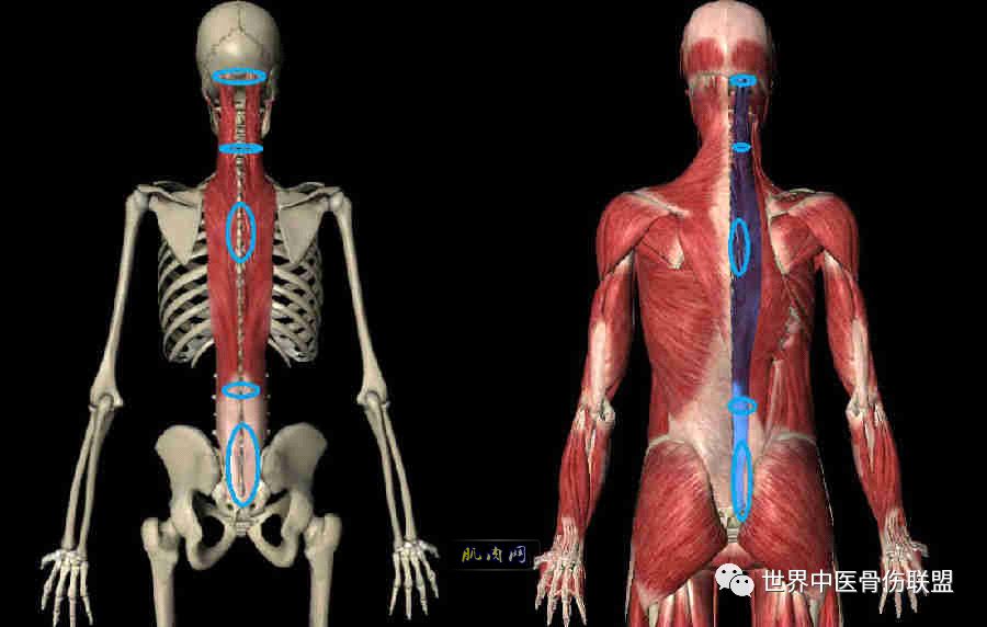 竖脊肌:人体最重要最易劳损的一块肌肉